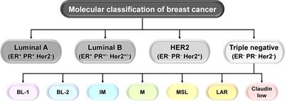 Cancer stem cell–immune cell crosstalk in breast tumor microenvironment: a determinant of therapeutic facet